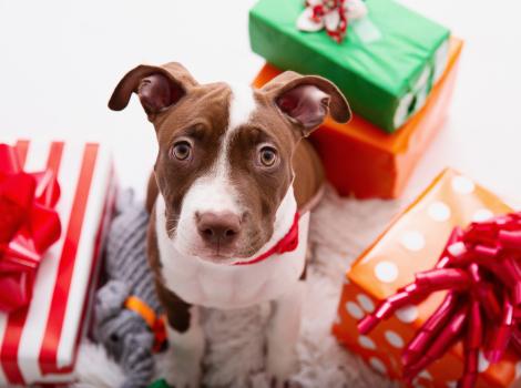 Brown and white puppy surrounded by wrapped presents