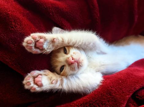 Winter the kitten lying on her back with her paws up over her head