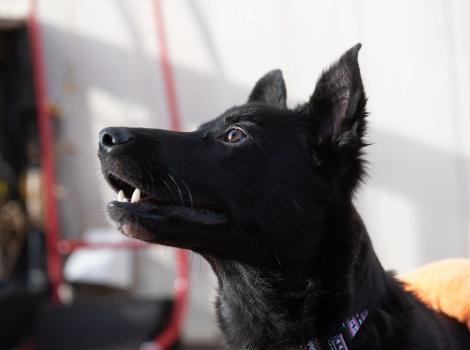 A profile of Yazh the dog