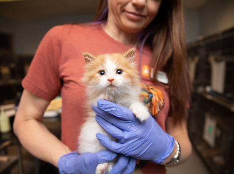Person wearing rubber gloves and holding an orange and white kitten next to a row of kennels in a shelter