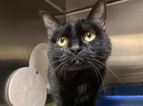 Luna the cat in a kennel