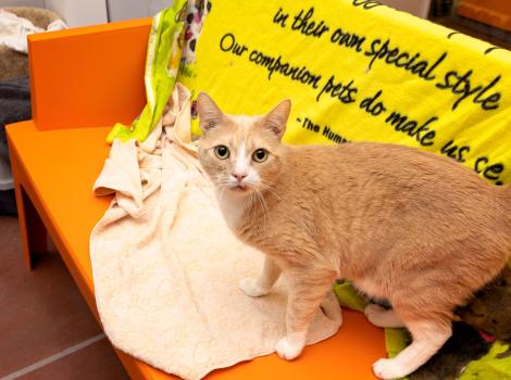 Orange tabby and white cat on an orange blanket-covered piece of furniture