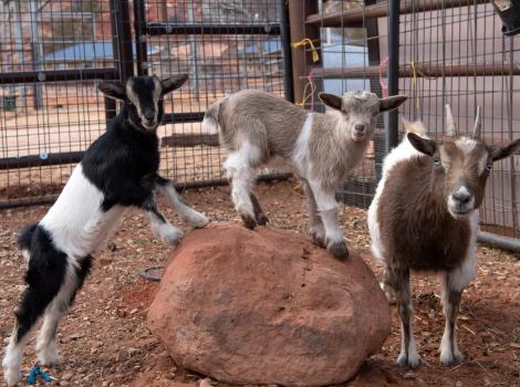 Three goats, Ziggy, PJ and Fleury, on and around a rock