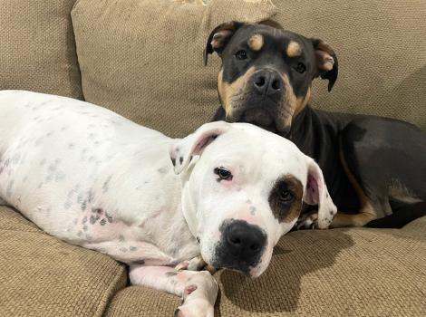 Zoey and Max the dogs snuggling together on a couch