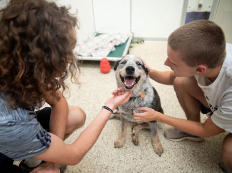 Two people petting a happy puppy