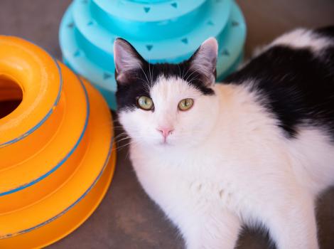  Black and white cat lying next to some roller ball toys