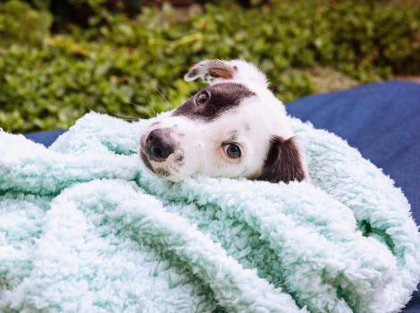 Brown and white dog lying on a fluffy blanket