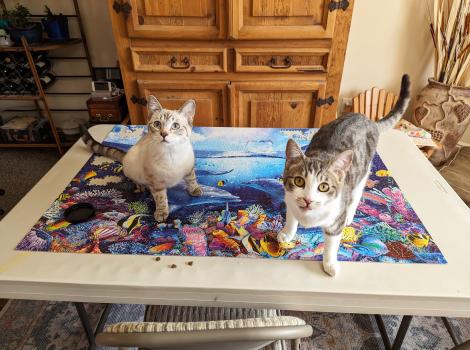 JJ and Juju the cats on a colorful puzzle on a table