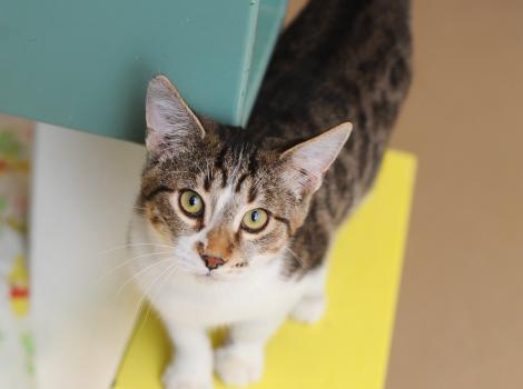 Magellan, a brown tabby and white cat standing on a yellow wooden box