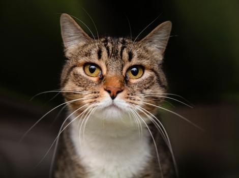 Brown tabby and white cat with a dark background