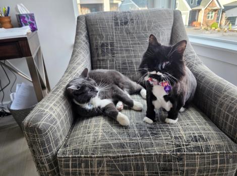Aurora and Royburt the cats beside one another on a chair