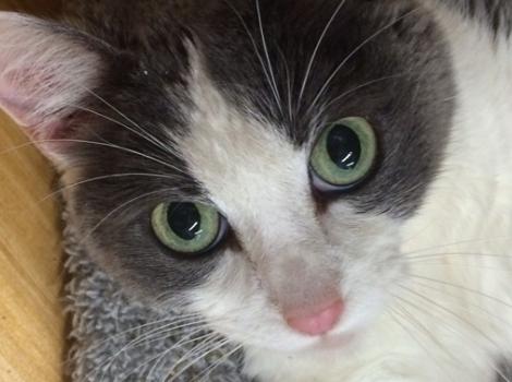 Selenium test image - create