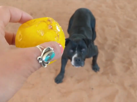 Screen shot of person holding a ball to throw into the ball pit for Mufasa the dog to retrieve