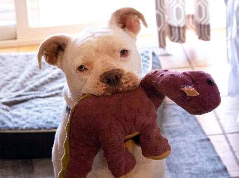 Beefcake the dog holding a stuffed toy in his mouth