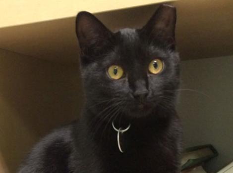 Selenium test image - create