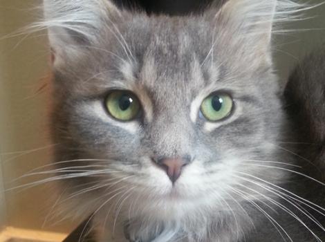 Selenium test image - create