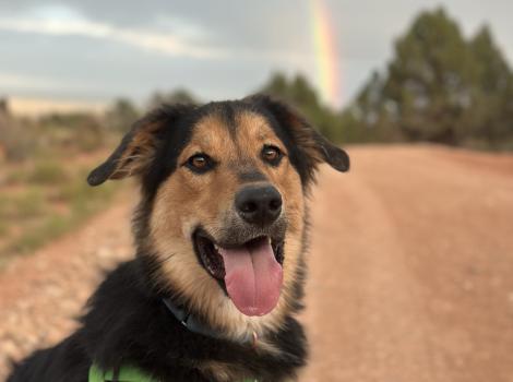 Bolt the dog outside with tongue out and a rainbow behind him