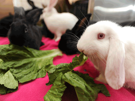 White bunny eating greens