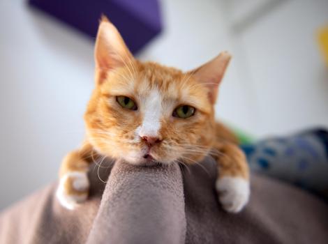 Adored the cat with her head and two front paws overhanging the corner of the area she's lying on