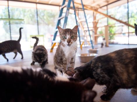 Forest the cat on the ground with other cats