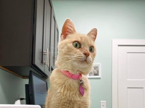 June the cat wearing a pink collar and sitting on a counter in what looks to be a veterinary exam room