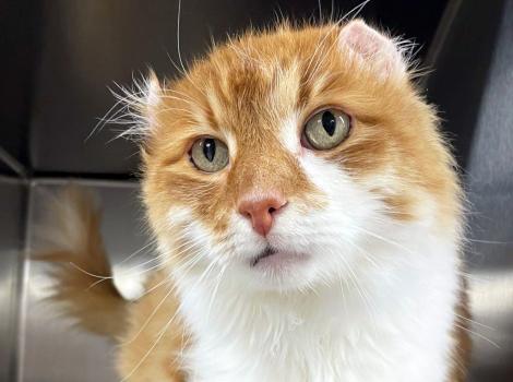 The face of Reds the cat showing his crinkled ears