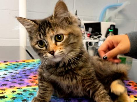 Tinker Toy the kitten lying on a rainbow colored blanket with paw prints
