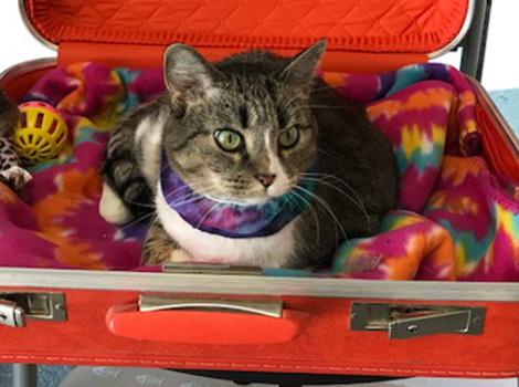 catsuitcase