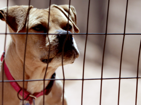 Pit bull terrier featured in "The Champions" documentary