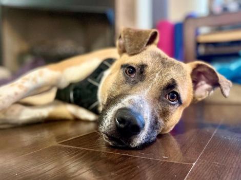 Homer the dog lying on his side on the floor
