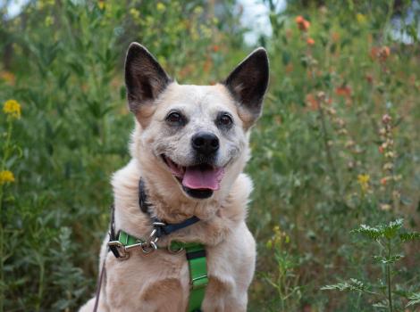 Raquel the dog smiling in front of some wildflowers