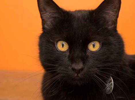 Adorable Adoptable Adar