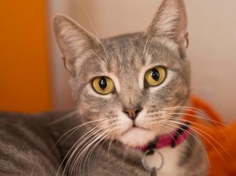 Selenium test image - create