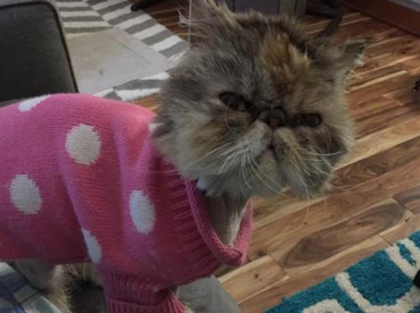 Selenium test image - create