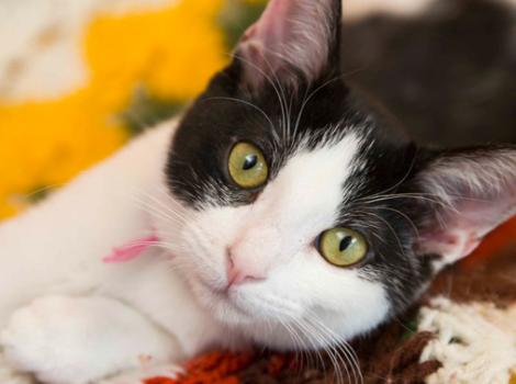 Selenium test image - create