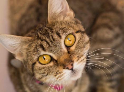 Selenium test image - create