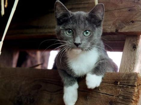 Selenium test image - create