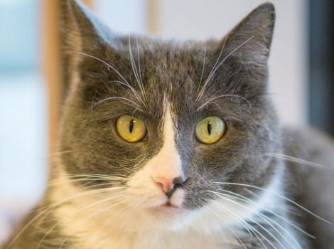 Selenium test image - create