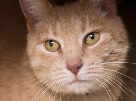 Selenium test image - create