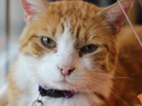 Selenium test image - create