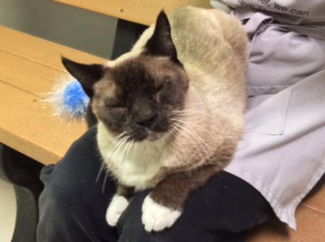 Selenium test image - create