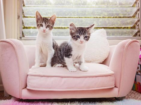 Pickle and Chip the kittens sitting next to each other on a tiny pink couch