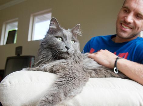 Foster a pet like this gray cat