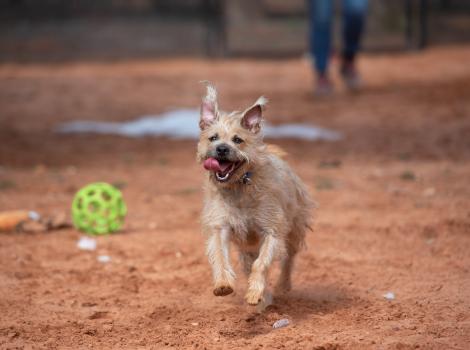 Venus the dog running outside in the red sand with ears flopping and tongue out