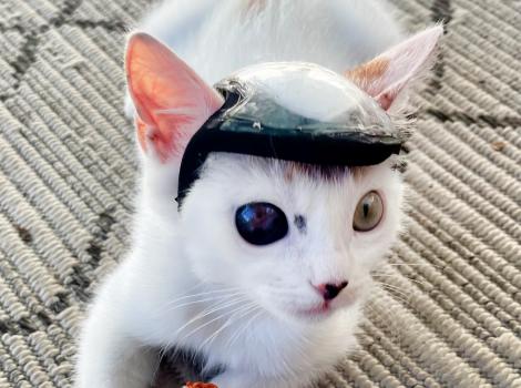 Turtle the kitten wearing her protective helmet