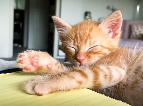 Screen shot of orange tabby kitten sleepig