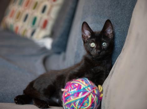 Dione the kitty lying on a couch with a ball of yarn toy in front of him