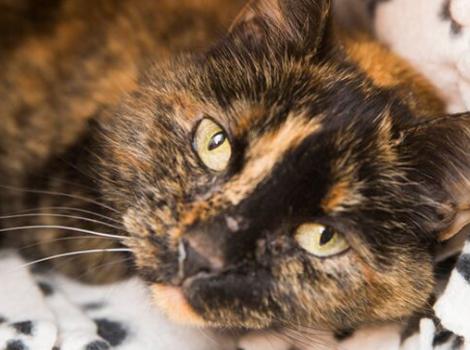 Selenium test image - create