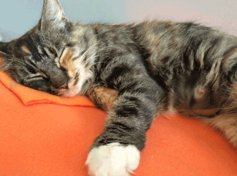 Selenium test image - create