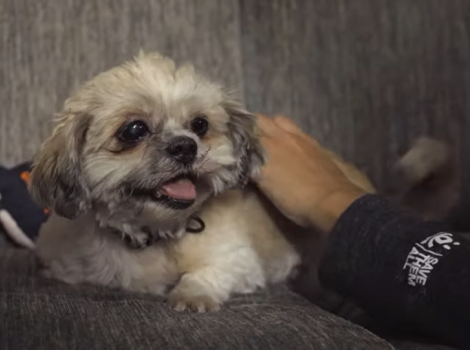 Screen shot of person petting Google the dog